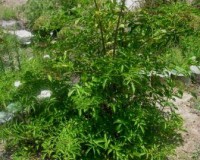 sambucus canadensis 1r.jpg